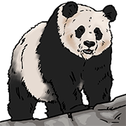 panda bear